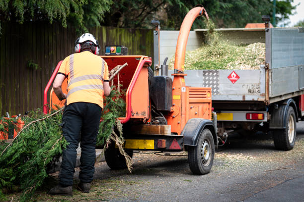 The Steps Involved in Our Tree Care Process in Fletcher, NC